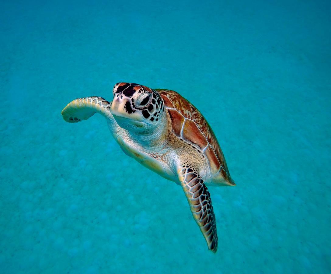 Seahorse Diver Guesthouse Kampong Pasir Panjang  Zewnętrze zdjęcie